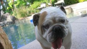 Ein Auftrag führt Cesar Millan in das Zuhause des ehemaligen Profi-Sportlers Jeffrey Tafralis: Seine beiden Bulldoggen Eton und Dolly liegen sich mächtig in den Haaren ... © Rive Gauche Intern. Television Ein Auftrag führt Cesar Millan in das Zuhause des ehemaligen Profi-Sportlers Jeffrey Tafralis: Seine beiden Bulldoggen Eton und Dolly liegen sich mächtig in den Haaren ... © Rive Gauche Intern. Television