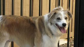 Der Hundeflüsterer - Als der australische Schäferhund Snickers im zarten Alter von zehn Wochen zu Donna kam, war es Liebe auf den ersten Blick. Seit die beiden jedoch bei einem Spaziergang von zwei Hunden angegriffen und verletzt wurden, ist das Zusammenleben nicht mehr so harmonisch wie früher. Der Hundeflüsterer - Als der australische Schäferhund Snickers im zarten Alter von zehn Wochen zu Donna kam, war es Liebe auf den ersten Blick. Seit die beiden jedoch bei einem Spaziergang von zwei Hunden angegriffen und verletzt wurden, ist das Zusammenleben nicht mehr so harmonisch wie früher.