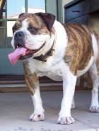 Der Hundeflüsterer - Die Bulldogge Matilda ist ein ganz besonderer Fall: Die Hündin vernascht gerne Skateboards ... © Rive Gauche Television