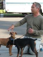 Der Hundeflüsterer - Die beiden Zwergpinscher-Geschwister Vicky und Taz terrorisieren das Zuhause ihrer Besitzer Maria und Steve Brown. Ob Cesar das Problem in den Griff bekommt, bevor die Hunde weggegeben werden? © Rive Gauche Intern. Television