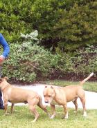 Der Hundeflüsterer - Cesar Milans psychologisches Hundecenter ist beides - ein Zuhause und ein Zufluchtsort für ungefähr 50 Hunde. Der Hundeprofi kann sich mit Hunden von Promis rühmen, er kümmert sich aber auch liebevoll um kranke Vierbeiner und es leben dort Hunde, die zu seiner eigenen Familie gehören ... © Rive Gauche Intern. Television