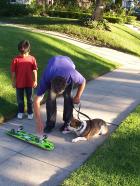 Der Hundeflüsterer - Die Bulldogge Matilda ist ein ganz besonderer Fall: Die Hündin vernascht gerne Skateboards und genau das will ihr der Hundeflüsterer Cesar Millan (r.) abgewöhnen ... © Rive Gauche Television